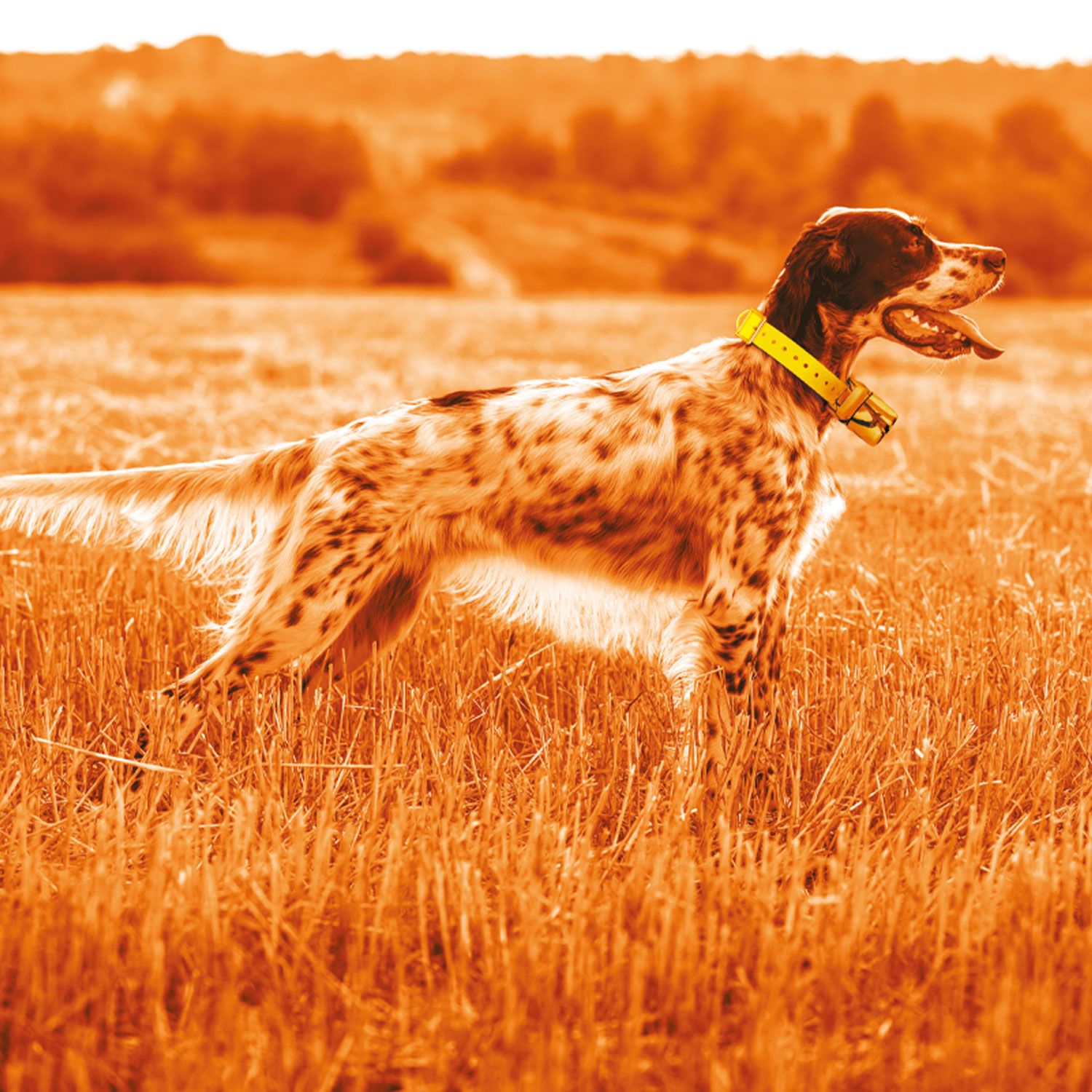 Beeper one GPS - Sistema de Rastreo de Perros
